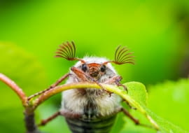 Chrabąszcz majowy - wiosenny szkodnik w sadzie.Wieczorny, niski lot chrabąszcza majowego budzi mieszane uczucia. Z jednej strony jego obecność w naszym ogrodzie zwiastuje problemy z larwami tego owada żerującymi na drzewach owocowych i warzywach, ale z drugiej strony... te jego pierzaste czułki i to brzęczenie. Może pamiętacie te czasy, kiedy chrabąszcze łapane do słoika były jedynym radioodbiornikiem we wsi?