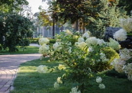 Szpaler z hortensji i traw