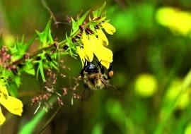 pszeniec zwyczajny występuje w naturze w towarzystwie wrzosów. Kwitnie od czerwca do lipca i jest chętnie odwiedzany przez pszczoły.