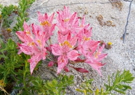 Alstremeria (A. garaventae) ze żwirowych łąk i zboczy gór Chile dorasta do 20-50 cm. Jej kwiaty osiągają długość 8 cm.