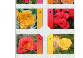 Rabata prostokątna - Różanka 3