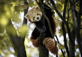31.07.2015 Chorzow . Panda mala - nowe zwierzeta w slaskim zoo . Fot. Grzegorz Celejewski / Agencja Gazeta SLOWA KLUCZOWE: Zoo Park Slaski