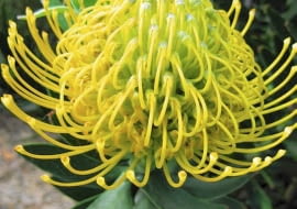 Rośliny do ciepłych ogrodów zimowych. Protea