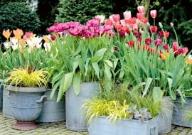 W ogrodzie zachwyca teraz feeria barw tulipanów.