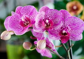 balkon, ogród, kwiaty doniczkowe, rośliny