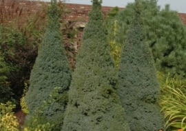 Świerk biały (Picea glauca) 'Sander's blue'