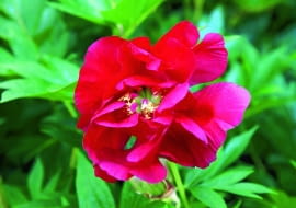 PIWONIA ITOH 'SCARLET HEAVEN'