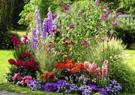 Buddleja ( Sommerflieder ), Delphinium ( Rittersporn ), Dahlia ( Dahlien ), Antirrhinum ( L^wenm ulchen ), Campanula ( Glockenblumen ), Gladiolus ( Gladiolen ), Echinacea purpurea ( Roter Sonnenhut ), Salvia farinacea ( Mehlsalbei ), Leucanthemum ( Margeriten ), Gr ser SLOWA KLUCZOWE: GAP Terrassenbeet Beet draussen Garten Sommer pink lila rot orange Farbe Duft Hochsommer 000 quer Margeriten Inselbeete