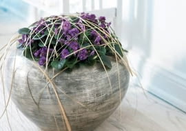 Dekoracje. Takie ozdobienie sępolii pasmami niedźwiedziej trawy nie sprzyja zdrowemu wzrostowi rośliny - fiołki afrykańskie nie lubią, gdy cokolwiek dotyka ich liści lub kwiatów. Sadząc roślinę, umieśćmy ją w doniczce tak, by liście nie dotykały krawędzi naczynia, bo nawet staranna pielęgnacja nie uchroni ich przed zmarnieniem.