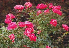 'Angela' - wys. 1,5 m, śr. kwiatów 3 cm. W listopadzie różyczek jest mniej, ale krzewy nadal wyglądają imponująco.