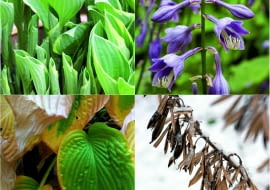 <b>wiosna:</b> Funkia budzi się w kwietniu. Pojawiają się wówczas jej zwinięte w ostre stożki liście. Powoli rozwijają się i zmieniają, tworząc zielone lejki.<p> <b>lato:</b> W lipcu ukazują się dzwonkowate kwiaty osadzone na sztywnych łodygach. Są liliowe, niebieskie lub białe, u niektórych odmian przyjemnie pachną.<p> <b>jesień:</b> We wrześniu, z nadejściem zimnych nocy, liście funkii zaczynają się złocić. Potem warzy je pierwszy przymrozek i najlepiej je usunąć. <p> <b>zima:</b> Nad kopczykiem ziemi, który skrywa podziemne części rośliny, jak husarskie skrzydła wznoszą się łodygi z brązowymi pękniętymi owockami.