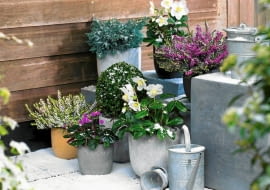 Heidepflanzen, Helleborus, Alpenveilchen und Buchskugeln - auf Winterterrasse SLOWA KLUCZOWE: Buchs Buxus Erica Erika Heide Heidekraut Konifere Nadelbaeume Nadelbaum Patio Perennial Schnee T^pfe Winter Christrose Cyclamen coum Helleborus Schneerose Stauden T^pfe eingetopft
