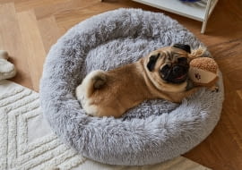 Stylowe akcesoria dla psa