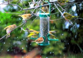 Stołówka typu 'silos': ziarno wsypuje się od góry, a ptaki, stojąc na podpórkach, wyjadają je przez małe otwory.