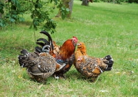 Kury w ogrodzie