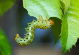 Arge ochropus — obnażacz różówki
