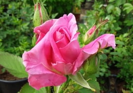 Róża ‘Księżna Izabela Czartoryska’