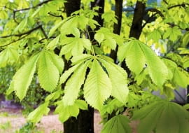 KASZTANOWIEC ZWYCZAJNY 'MEMMINGERI'