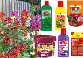 nawozy, kwiaty, ogród, balkon, rośliny