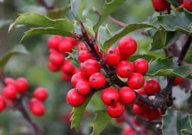 Mieszańcowy zimozielony ostrokrzew Meservy łączy urodę z mrozoodpornością