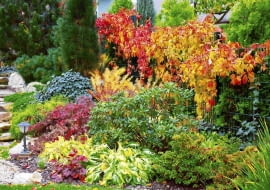 PONOWNA PUBLIKACJA PO UZGODNIENIU Z REDAKCJA !!! OGROD PRYWATNY RABATA ROSLINY FUNKIA , ZURAWKA , ROZANECZNIK , KLON PALMOWY , WINOBLUSZCZ FOT. LILIANNA SOKOLOWSKA PUBLIKACJA OGRODY NR 1 (117) - 1 2009 SLOWA KLUCZOWE: OGRODY ROSLINY XNO ZDJĘCIE DO WKŁADKI: PUBLIKACJA OGRODY NR 1 (117) - CZASOPISMA