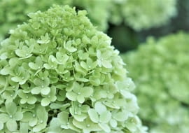 Hortensja bukietowa Limelight
