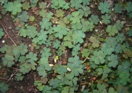 chwasty, szczawik rożkowaty (Oxalis corniculata)
