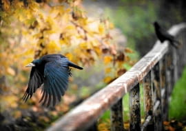 31.10.2009 WROCLAW , GAWRONY . FOT. MACIEJ SWIERCZYNSKI / AGENCJA GAZETA SLOWA KLUCZOWE: JESIEN MIASTO ZWIERZETA ORNITOLOGIA PTAKI PTAK GAWRONY GAWRON