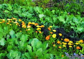 Nagietek rośnie między warzywami.