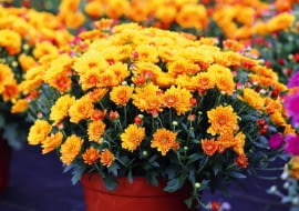 Encyklopedia roślin: chryzantema  odmiana drobnokwiatowa  chrysanthemum