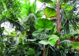 Pod koronami palm, takich jak: Pritchardia, Licuala, palma kokosowa, a także bambusów i dracen rozrosły się anturia, kalatee, stromante i inne tropikalne gatunki.