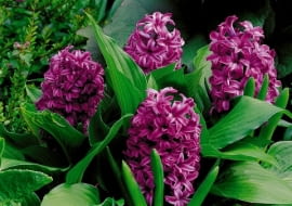Hiacynt (Hyacinthus). Kwiaty cebulowe