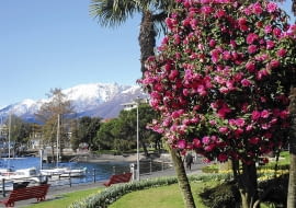 Camellias - Locarno, Switzerland SLOWA KLUCZOWE: camellias japanese Lago Maggiore camellia japan rose Locarno Switzerland garden alps shrubs small trees flowers