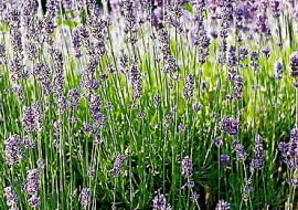 ROSLINY KWIATY LAWENDA FOT. ALDONA ZAKRZEWSKA PUBLIKACJA CZTERY KATY NR 5 (151) - 5.2004