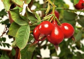 30.08.2003 WARSZAWA XI MIEDZYNARODOWA WYSTAWA ZIELEN TO ZYCIE OGRODNICTWO 29 - 31 SIERPIEN 2003 ORGANIZATOR ZWIAZEK SZKOLKARZY POLSKICH AGENCJA PROMOCJI ZIELENI SP Z OO WYSTAWCA GOSPODARSTWO SZKOLKARSKIE MARCELI CIESIELSKI INOWROCLAW ROZA DZIKOROSNACE DZIKIE ROSA POMIFERA SYNONIM VILOSA ROZA JABLKOWATA ODMIANA KARPATIA OWOCE