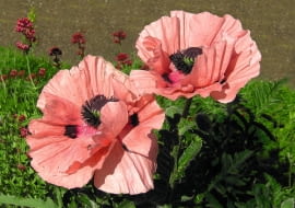 Mak wschodni (Papaver orientale)