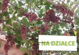 Winorośl o różowych gronach, podwieszona na siatce