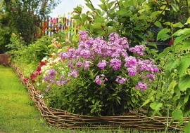 Floksy wiechowate często rozmnażają się same, rozsiewając nasiona. Siewki zakwitają po 2 latach.