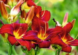 Odmiana liliowca 'Zagłoba' uzyskana przez Stefana Franczaka.