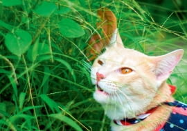 Koty lubią podgryzać soczyste źdźbła, warto więc to upodobanie uwzględnić