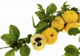 Złociste jabłuszka są twarde. Trzeba je obierać ostrym nożem