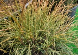 Żywotnik zachodni (Thuja occidentalis) 'Filiformis'