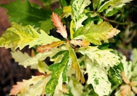 Kolor liści dębu bezszypułkowego zmienia się wraz rozwojem rośliny i porami roku