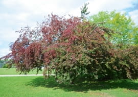 GEA6E65 Purple leaf cherry plum. Image shot 08/2014. Exact date unknown.