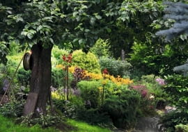 12.07.2011 JEZIORSZCZYZNA KOLO KAZIMIERZA NAD WISLA NA ZDJECIU OGROD PANI JASTRZEBSKIEJ , LILIE DLA CZASOPISMA OGRODY FOT. ARKADIUSZ SCICHOCKI / AGENCJA GAZETA SLOWA KLUCZOWE: OGROD JASTRZEBSKA LILIE