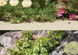 Portulaka wielkokwiatowa w roli jałowca płożącego