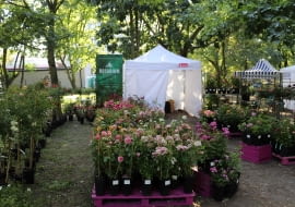 Targi Różane w Kutnie