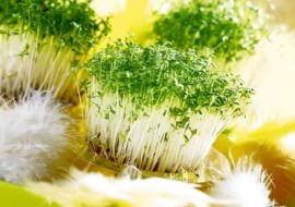 22.01.2007 WARSZAWA SESJA SWIETA WIELKANOC NA ZDJECIU RZEZUCHA , OWIES STYLIZACJA JOANNA PLACHECKA DLA CZASOPISMA PORADDNIK DOMOWYY FOT. ARKADIUSZ SCICHOCKI / AGENCJA GAZETA PUBLIKACJA PORADNIK DOMOWY NR 4 (200) - 4 2007