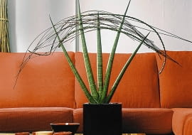 ONE TIME USE ONLY DO JEDNOKROTNEJ PUBLIKACJI WNETRZA ROSLINY DONICZKOWE SANSEWIERIA DEKORACJE FOT. FLORA DANIA PUBLIKACJA KWIETNIK NR 7 (139) - 7.2006 SLOWA KLUCZOWE: ROSLINY WNETRZA