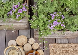 Nowoczesne nasadzenia w drewnianych pojemnikach